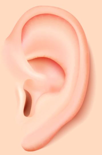 ear